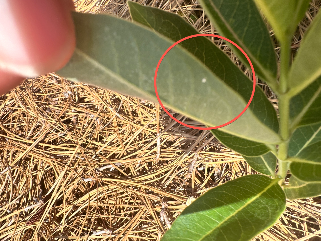 Spotting Monarch Eggs: Witnessing the Beginning of a Butterfly’s Journey