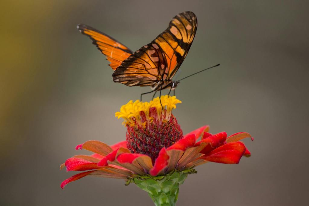 Transform Your Garden into a Monarch Oasis: Cultivate, Protect,&nbsp;Inspire!