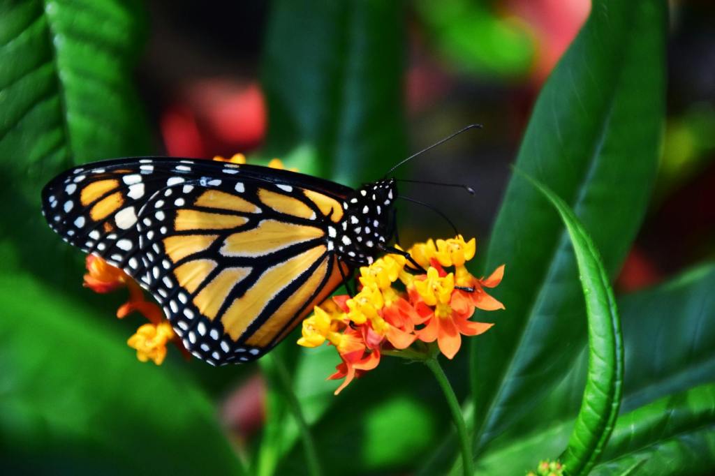 Protecting Monarch Butterflies: An Urgent Call to&nbsp;Action